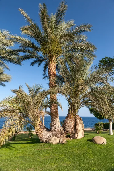 Palm trees in Egypt. — Stock Photo, Image