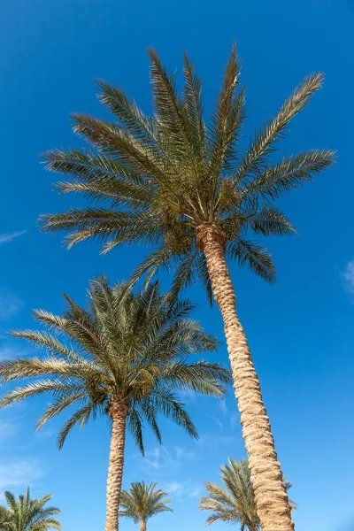 Palmy v Egyptě. — Stock fotografie