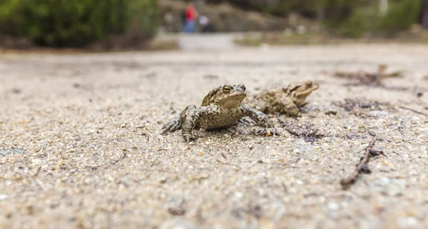 Closeup frog near the road. — Stock fotografie