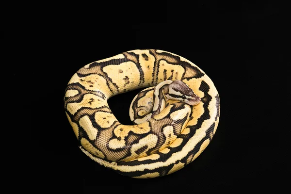 Palla femminile Python. Morfo o mutazione della lucciola — Foto Stock