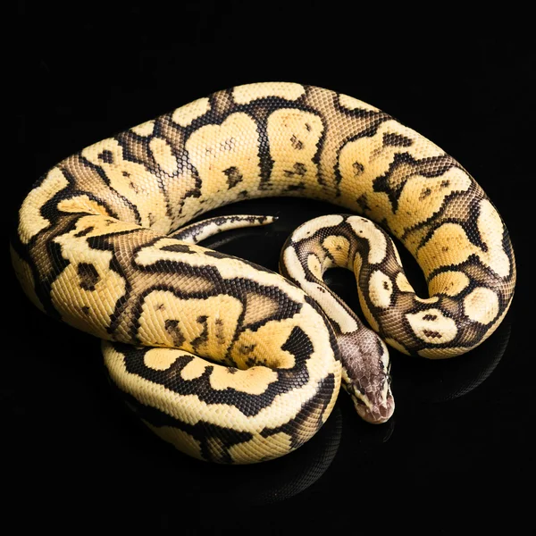 Kugelpython weiblich. Glühwürmchen morph oder Mutation — Stockfoto