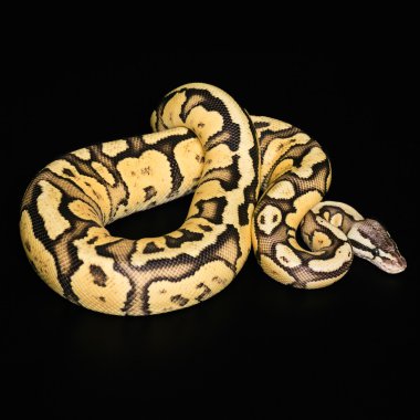 Female Ball Python. Firefly Morph or Mutation clipart