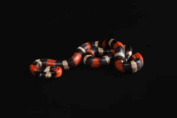 Pueblan milk snake — Stock Photo, Image