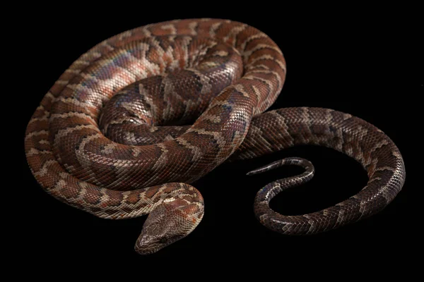 Hispaniolan boa, Chilabothrus ou epicrates striatus — Fotografia de Stock