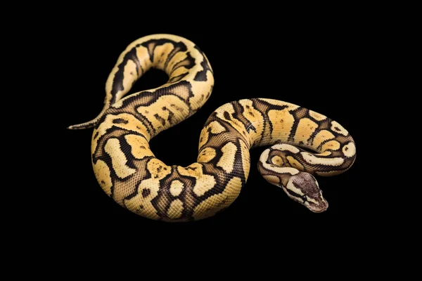 Θηλυκό μπάλα Python. Firefly Morph ή μετάλλαξη — Φωτογραφία Αρχείου