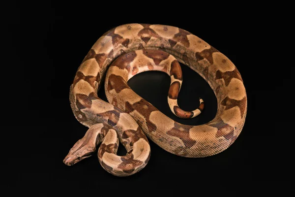 Boa constrictors isoliert auf schwarzem Hintergrund — Stockfoto