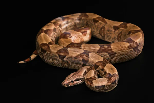 黑色背景上孤立的大蟒蛇 — 图库照片