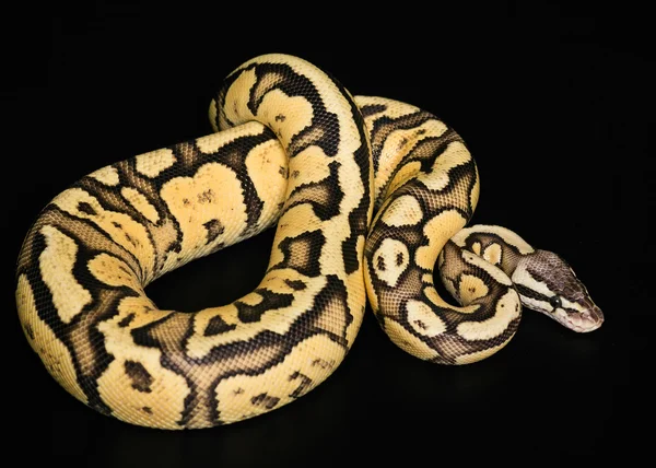 Female Ball Python Python Regius Age Year Isolated Black Background — Stock Photo, Image