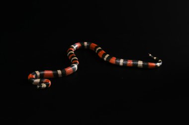 pueblan süt yılanı 