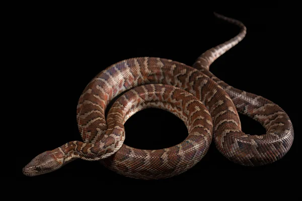 Hispaniolan boa, Chilabothrus ou epicrates striatus — Fotografia de Stock