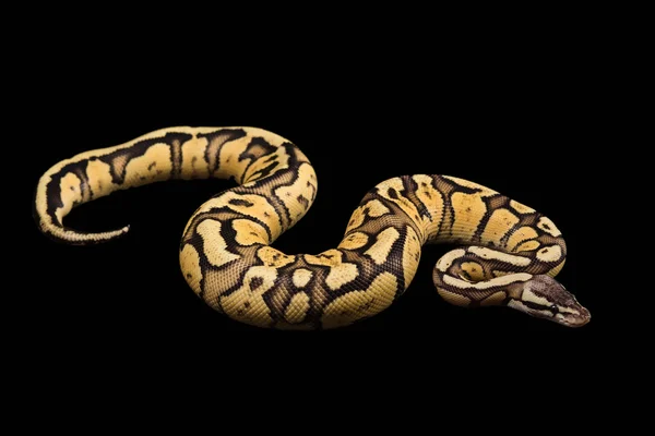 Žena Ball Python. Firefly Morph nebo mutace — Stock fotografie