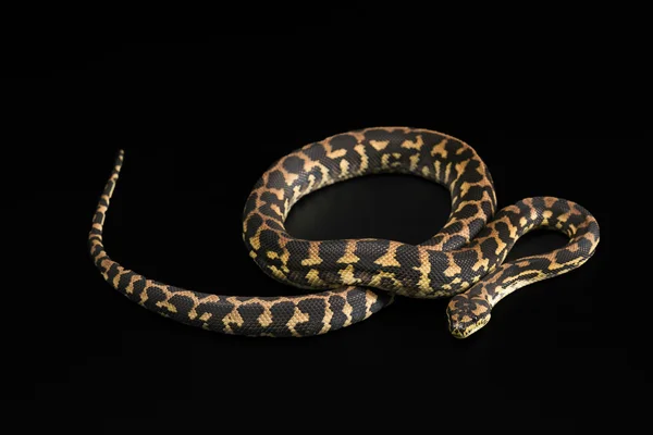 Il pitone maschio morelia spilota harrisoni su fondo nero — Foto Stock