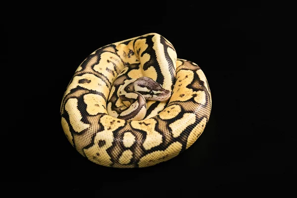 Female Ball Python Python Regius Age Year Isolated Black Background — Stock Photo, Image