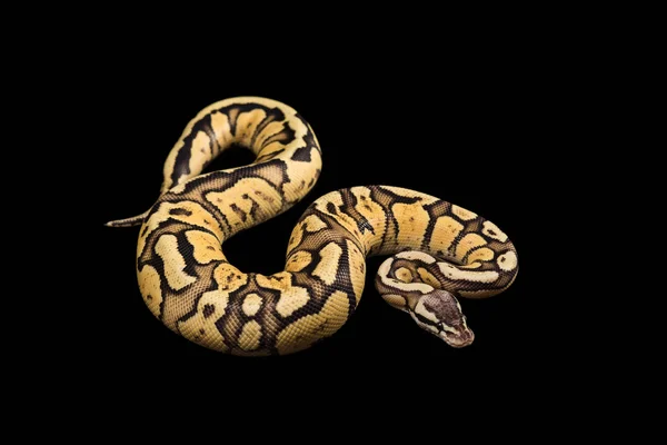 Female Ball Python. Firefly Morph or Mutation — Stock Photo, Image