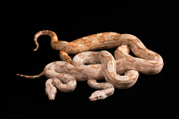 Tremeresurus puniceus
