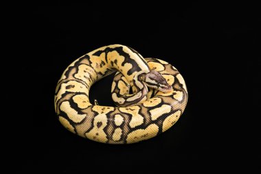 Siyah bir arka plan üzerinde izole kadın top Python - Python regius, Yaş 1 yıl. Ateş böceği Morph veya mutasyon