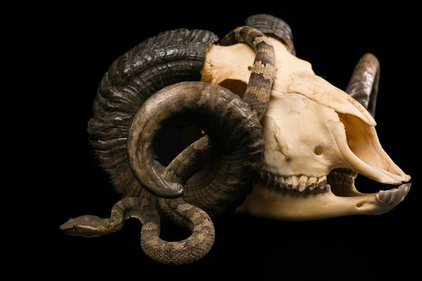 The male morelia spilota harrisoni python on black background — Stock Photo, Image