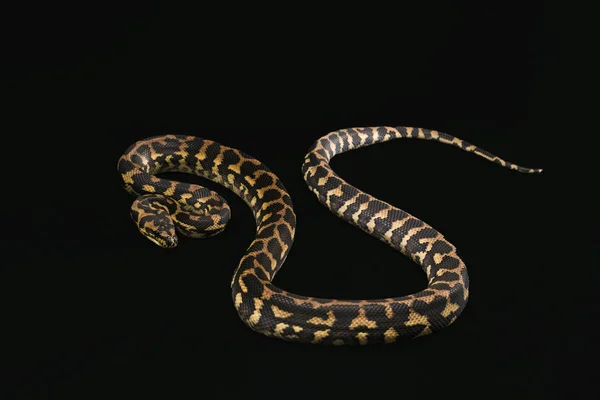 Mężczyzna morelia spilota harrisoni python na czarnym tle — Zdjęcie stockowe