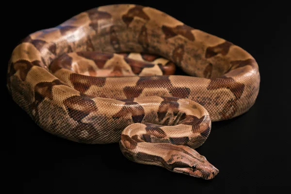 Boa constrictores aislados sobre fondo negro — Foto de Stock