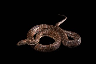 Hispaniolan boa, Chilabothrus veya epicrates striatus