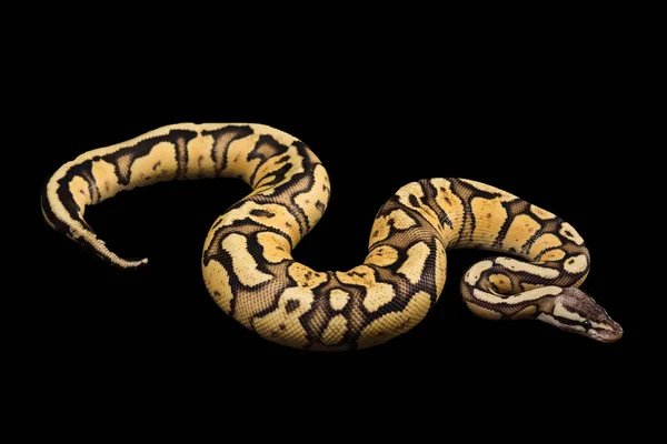 Female Ball Python. Firefly Morph or Mutation — Stock Photo, Image