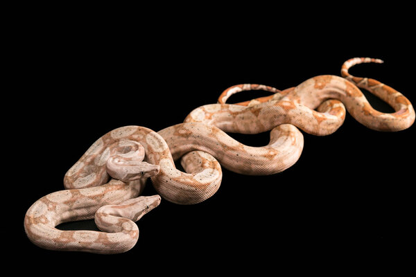 Tremeresurus puniceus
