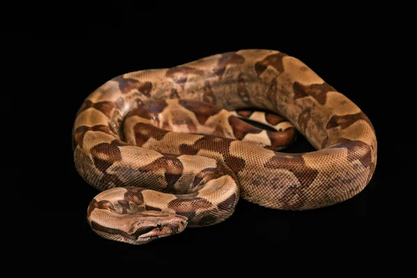 黑色背景上孤立的大蟒蛇 — 图库照片