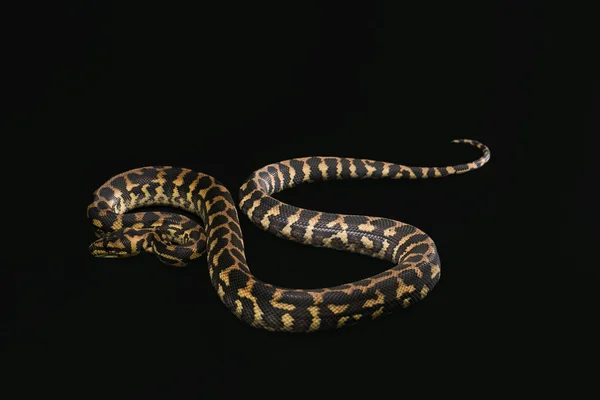 De mannelijke morelia spilota harrisoni python op zwarte achtergrond — Stockfoto