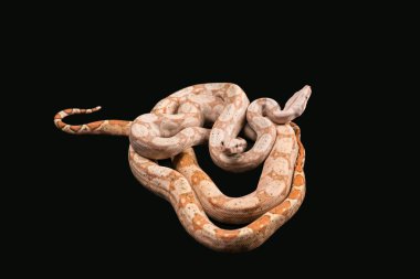 Beyaz puniceus