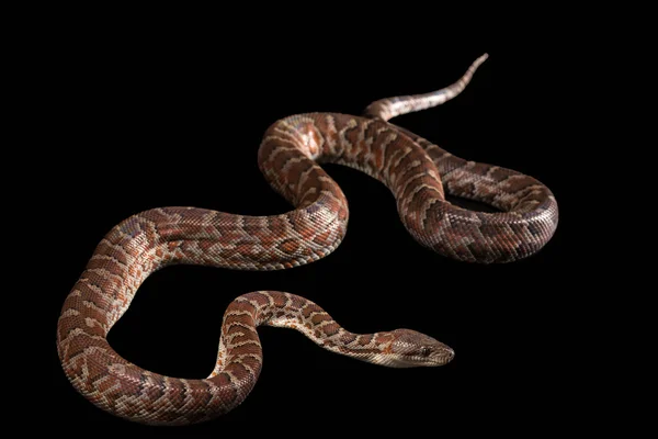 Hispaniolan boa, Chilabothrus lub epicrates striatus — Zdjęcie stockowe