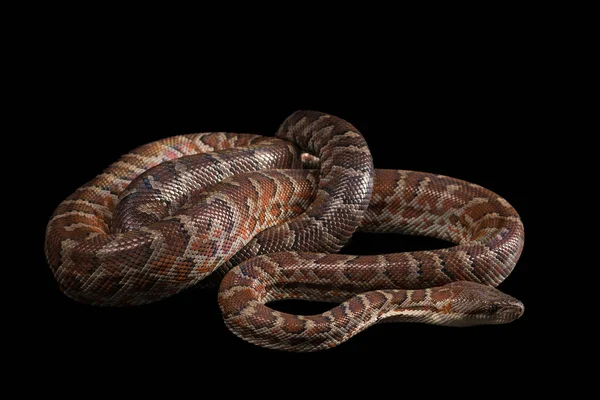 Hispaniolan 蟒蛇、 Chilabothrus 或 epicrates 体 — 图库照片