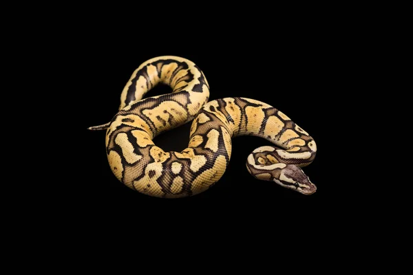 Kvinnliga Ball Python. Firefly Morph eller Mutation — Stockfoto