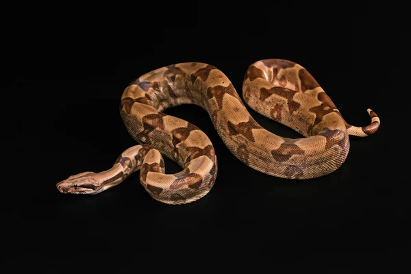 Boa constrictors isoliert auf schwarzem Hintergrund — Stockfoto