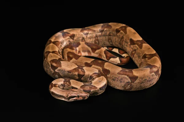 Boa constrictors elszigetelt fekete háttér — Stock Fotó