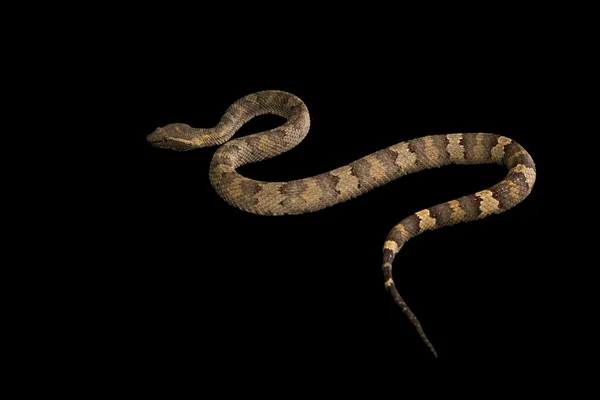 The male morelia spilota harrisoni python on black background — Stock Photo, Image