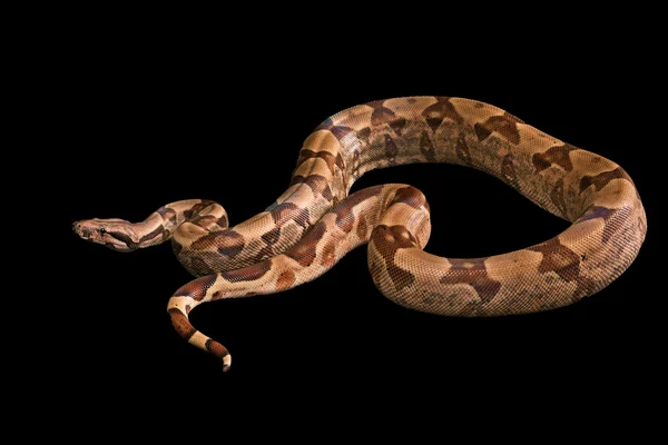 Boa constrictores aislados sobre fondo negro — Foto de Stock