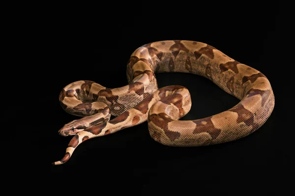 Boa constrictors isolerad på svart bakgrund — Stockfoto