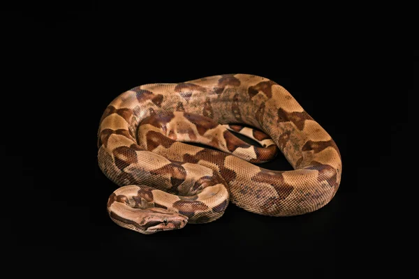 Boa constrictores aislados sobre fondo negro — Foto de Stock