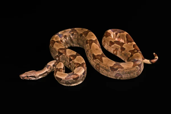 Boa constrictors isoliert auf schwarzem Hintergrund — Stockfoto