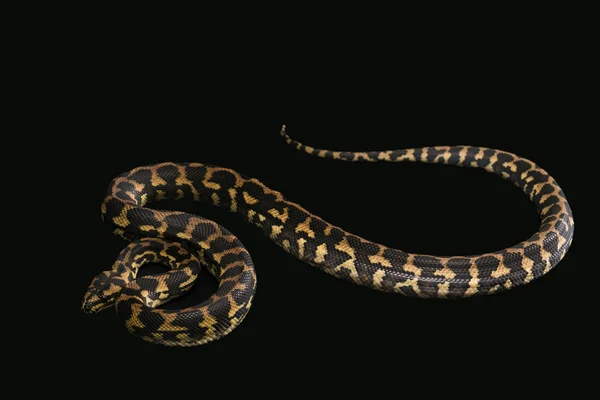 Mężczyzna morelia spilota harrisoni python na czarnym tle — Zdjęcie stockowe