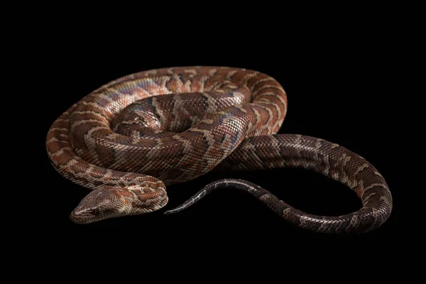 Boa ispaniolana, Chilabothrus o epicrate striatus — Foto Stock