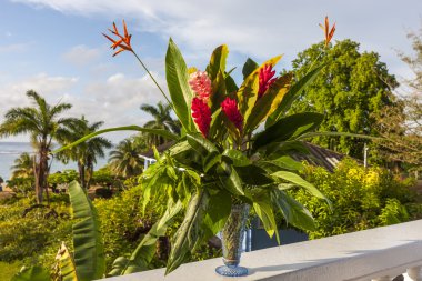 beautiful tropical red ginger flowers