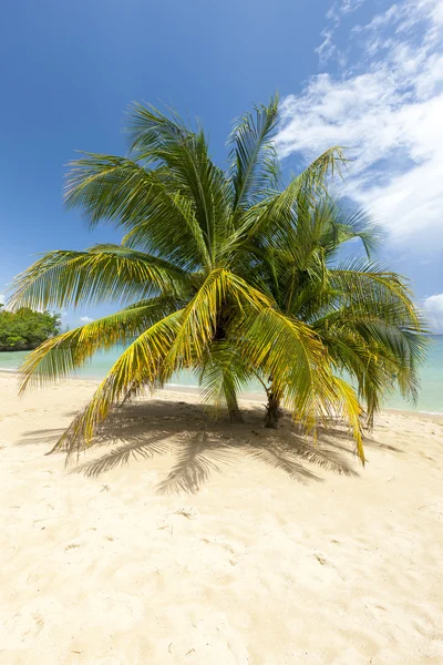 Stranden på tropisk ö. Klarblått vatten, sand, palmer. — Stockfoto