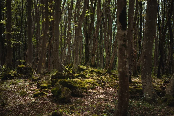 Paisaje forestal con árbol musgoso —  Fotos de Stock