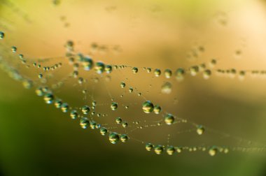 Su damlaları ile Web'de