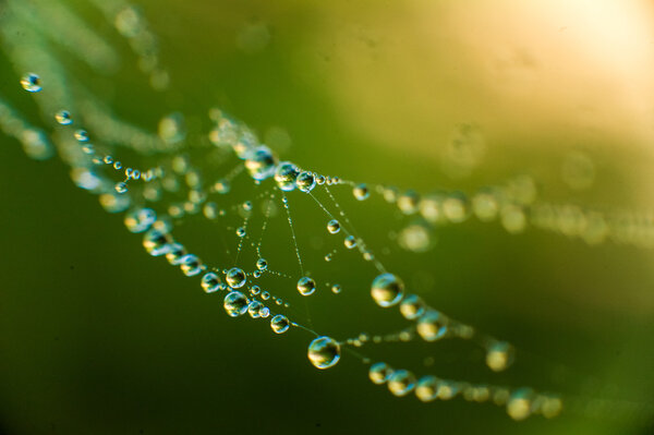 The web with water drops