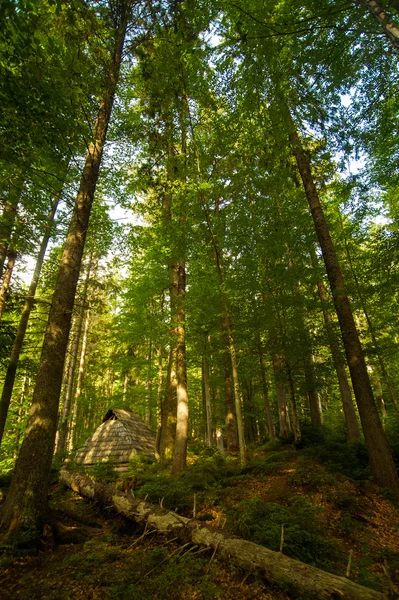 Vackra tallar på berg — Stockfoto