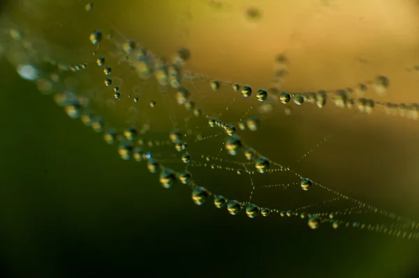 The web with water drops — Stock Photo, Image