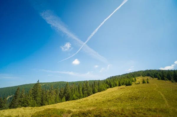 A gyönyörű fenyőfák a hegyekben — Stock Fotó