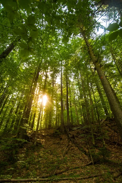 Pięknych lasów sosnowych w górach — Zdjęcie stockowe